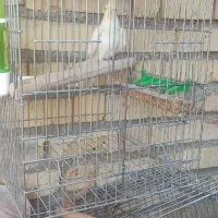 عروس هلندی لوتینو|پرنده|داراب, |دیوار