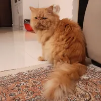 گربه پرشین نر رنگ گارفیلدی