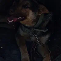 سگ گرگی ورکلاین