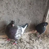 کبوتر رنگه|پرنده|مشهد, منزل آباد|دیوار