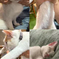 واگذاری گربه پیدا شده