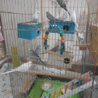 فروش مرغ عشق