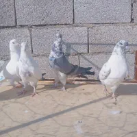 کفتر|پرنده|رودهن, |دیوار