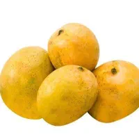 نهال انبه پیوندی سطلی سه ساله|گل و گیاه طبیعی|شیراز, انجیره|دیوار