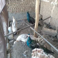 دوجفت طاووس مصری ۲ساله