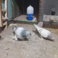 سبز کلاغ و سبز لایه پرپا کلاهی خشگل|پرنده|کرمان, |دیوار