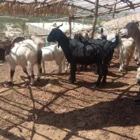 بز جوان|حیوانات مزرعه|کازرون, |دیوار