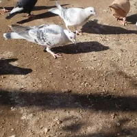 کفتر|پرنده|رفسنجان, |دیوار