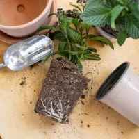 تعویض گلدان و خاک گل و گیاه و نهال و درخت