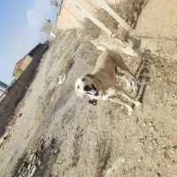 یه دونه سگ عراقی|سگ|کهریزک, |دیوار