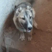 سگ سرابی|سگ|مشهد, همت آباد|دیوار
