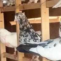 کفتر گرو تضمینی