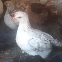 جوجه مرغ