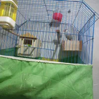 فنج|پرنده|خرمشهر, |دیوار