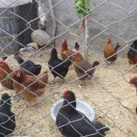 مرغ تخمگذار
