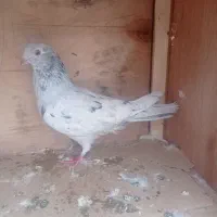 کفتر سرور ماده