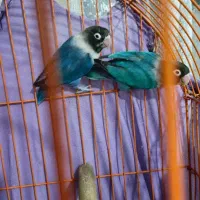 طوطی نقابدار معاوضه باحیوانات مزرعه|پرنده|مهاباد (آذربایجان غربی), |دیوار