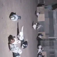 کبوتر