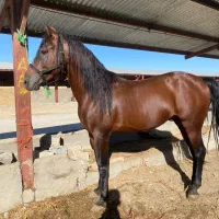 اسب نریان کرد و کره مادیان