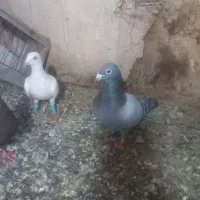 کبوتر|حیوانات|مشهد, ویلاشهر|دیوار