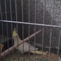 فروش عروس هلندی ماده|پرنده|برخوار, |دیوار