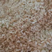 برنج چمپا تازه