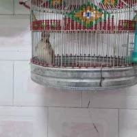 سره خاکی|پرنده|اردبیل, |دیوار