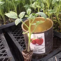 نشا گوجه بادمجان فلفل دلمه و تند و...|خدمات باغبانی و درختکاری|بندرعباس, |دیوار