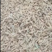 شالی دم سیاه گالیکش روستا میرزاپانگ