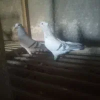 نروماده سبز خطی کاکلی|پرنده|تربتحیدریه, حاجی یار|دیوار