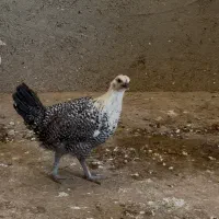 مرغ و خروس گلین لری(محلی)