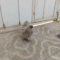 خروس ابریشمی فرانسوی|حیوانات مزرعه|هشتگرد, هشتگرد قدیم|دیوار