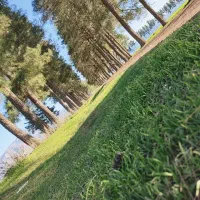 تعدادی پرس گندم سالم دارم