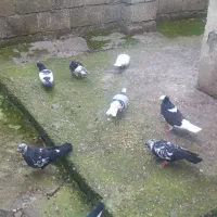 چهار جفت کبوتر