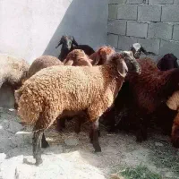 بره کشتاری