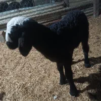 یک راس میش و بره نمونه-