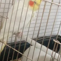 جفت عروس 1900لوتینیو و برزیلی سخنگو 750