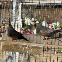 فنچ زبرا شارکول مولد کارداده