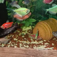 کالرسایز بزرگ از یک عدد تا 30 عدد موجوده