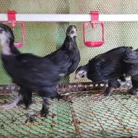 جوجه مرندی|حیوانات مزرعه|شیراز, قلات|دیوار