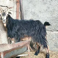 ۲بز،ترکی آبستن در وحدتیه|حیوانات مزرعه|وحدتیه, |دیوار