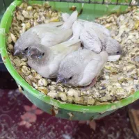 جوجه فنج گلدین