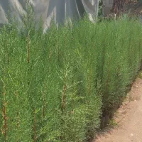 لاوسون ،سروشیراز ،پالم ،افرا