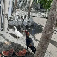 باغچه با درختان مثمر|فروش دفتر صنعتی، کشاورزی، تجاری|محمدشهر, محمدشهر|دیوار