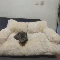 مبل و جای خواب سگ و گربه