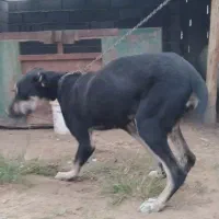 ماده 9ماهه مخصوص نگهبانی بهترین نژاد توله گیری|سگ|کلاله, |دیوار