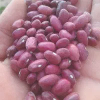 لوبیا قرمز یاقوتی