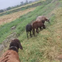 بره  نر و ماده|حیوانات مزرعه|گرگان, |دیوار