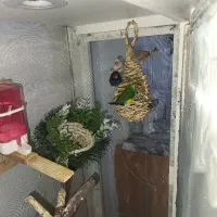 فنچ گلدین|پرنده|پاکدشت, پاکدشت (مامازند)|دیوار