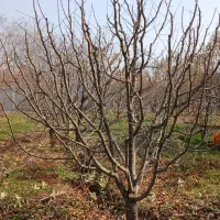 هرس کاری|خدمات باغبانی و درختکاری|نوشین شهر, |دیوار